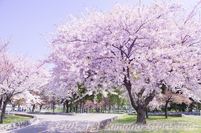 満開の桜の木　桜の花