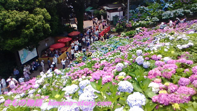 愛知県蒲郡市「形原温泉あじさいの里」の景観満開の紫陽花