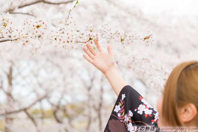 女性　着物姿　桜の木