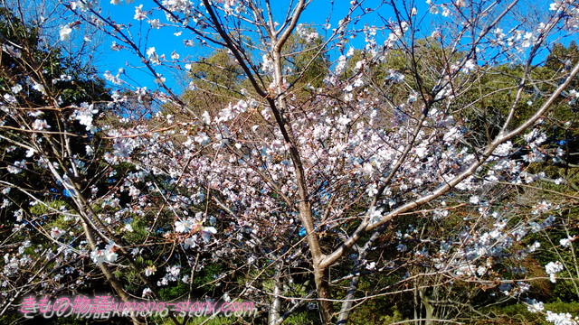 2017年元旦熱田神宮、桜が咲いています