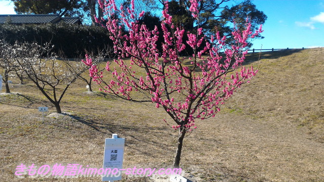 愛知県知多市佐布里池の梅まつり・大盃という名の梅