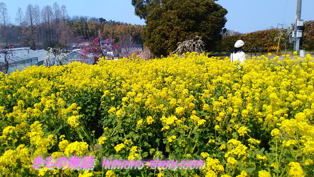 しだれ梅まつり名古屋市天白区でらファーム農業センターの菜の花畑