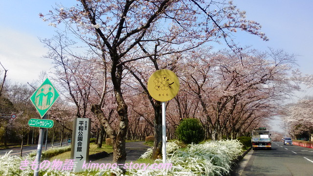 ソメイヨシノ3分咲きの名古屋市平和公園の桜の園