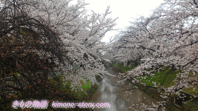 川岸に桜並木