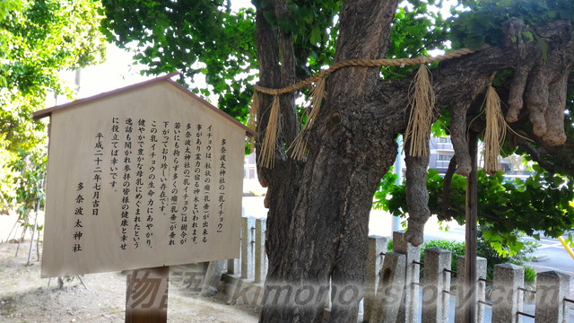 愛知県名古屋市　たなばた神社の乳イチョウ（名古屋市）