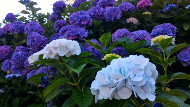 薄青色や紫色のあじさい　アジサイ　紫陽花