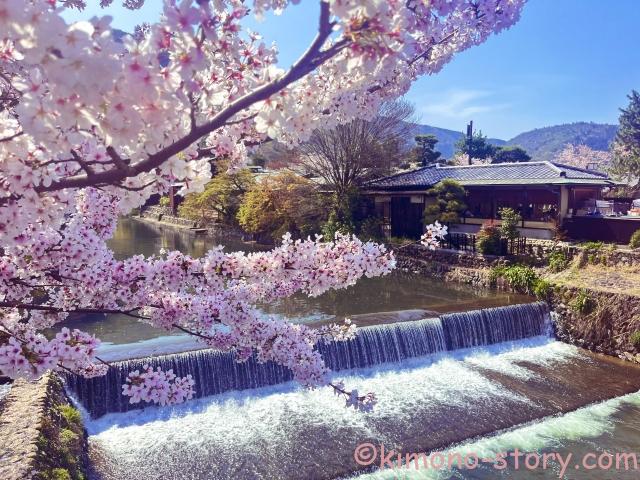 京都　嵐山の桜と桂川
