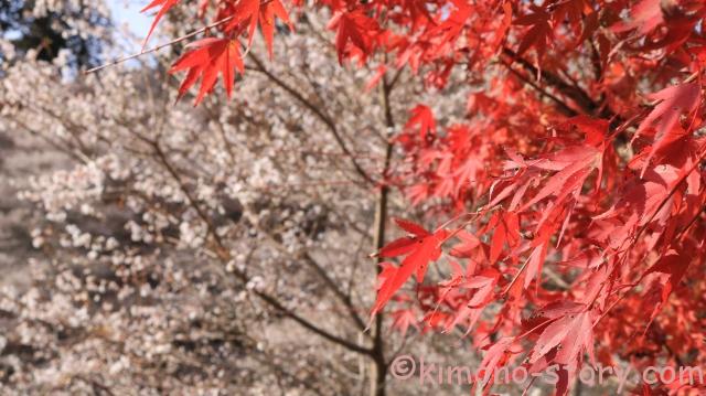 四季桜　紅葉